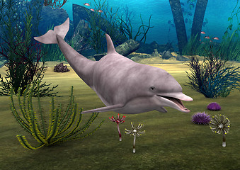 Image showing Dolphin