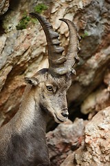 Image showing Alpine Ibex