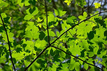 Image showing Leaves