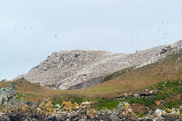 Image showing mountain top with bird sanctuary at Seven Islands