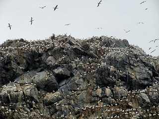 Image showing mountain top with bird sanctuary at Seven Islands