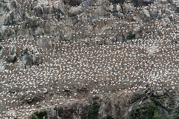 Image showing detail of a bird sanctuary at Seven Islands