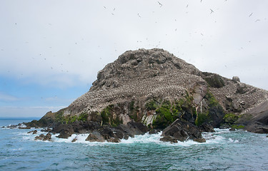 Image showing bird sanctuary at Seven Islands