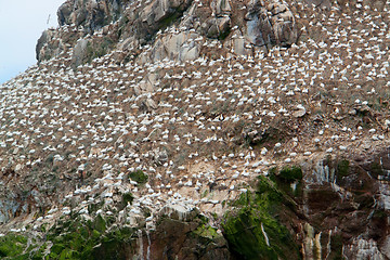 Image showing detail of a bird sanctuary at Seven Islands