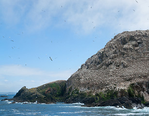 Image showing bird sanctuary at Seven Islands