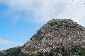 Image showing a mountain top with bird sanctuary at Seven Islands