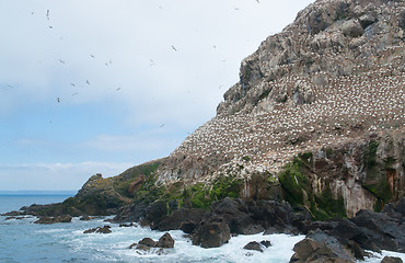 Image showing part of a bird sanctuary at Seven Islands