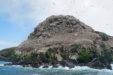 Image showing big bird sanctuary at Seven Islands