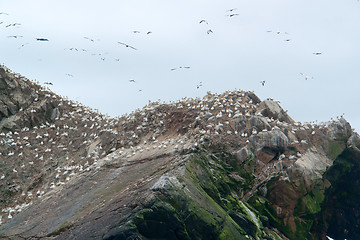 Image showing bird sanctuary detail at Seven Islands