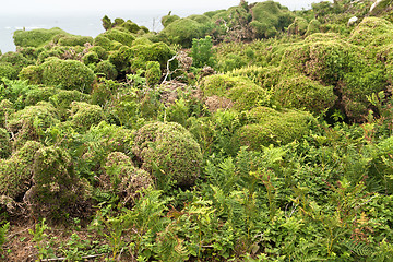 Image showing vegetation at Seven Islands