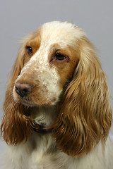 Image showing cocker spaniel