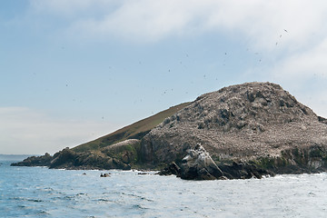 Image showing bird sanctuary at the Seven Islands in Brittany