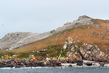 Image showing bird sanctuary at the Seven Islands