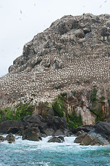 Image showing population of a bird sanctuary at Seven Islands