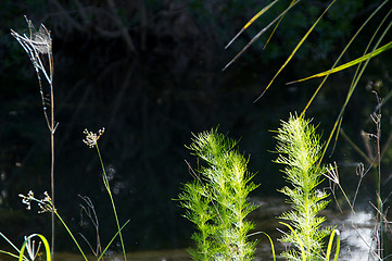 Image showing close up of weeds at river