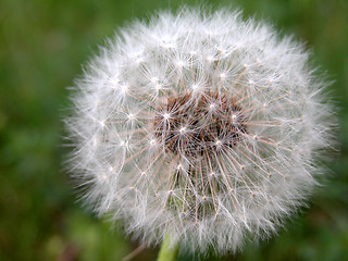 Image showing dandelion