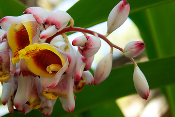 Image showing Shell Ginger flowers in bloom