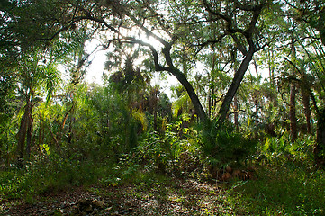 Image showing sunrising over subtropical forest