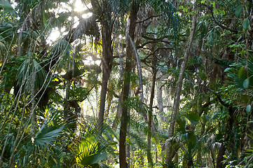 Image showing view of sub tropical forest