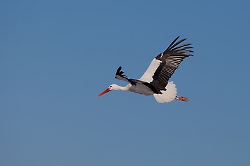 Image showing Stork flying