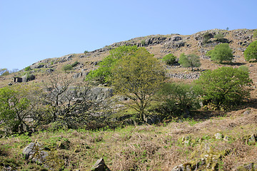 Image showing trees on a mountains