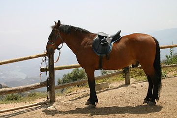Image showing Horse saddled up and ready to go