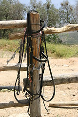 Image showing Bridle hanging on a pole