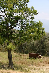 Image showing Sofa in nature