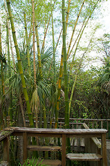 Image showing bamboo growing along raised boardwalk or landing