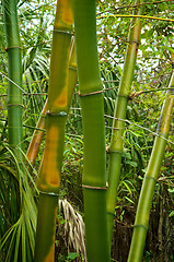 Image showing green and golden bamboo