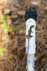 Image showing lizard on water pipe