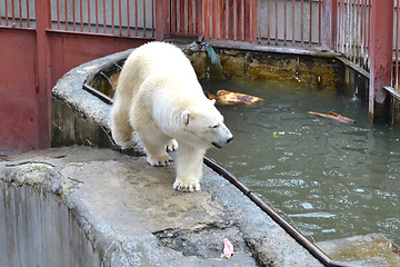Image showing Polar bear in a zoo at the pool.