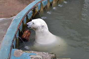 Image showing The polar bear swims in the zoo pool.