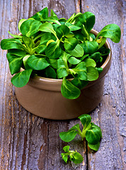 Image showing Corn Salad Leaves