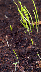 Image showing Little Growth Grass