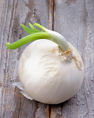 Image showing Sprouted Onion