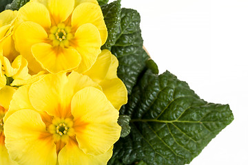 Image showing yellow flower primrose