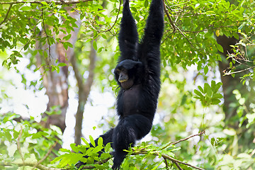 Image showing Siamang Gibbon