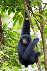 Image showing Siamang Gibbon