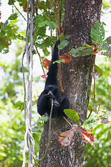 Image showing Siamang Gibbon