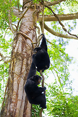 Image showing Siamang Gibbons