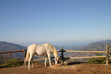 Image showing White horse eating hay