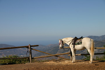 Image showing White horse saddled up and ready to go