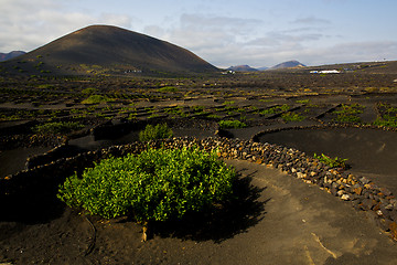 Image showing lanzarote spain cultivation viticulture winery
