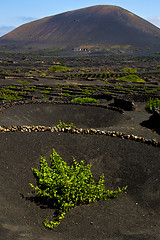 Image showing lanzarote spain la geria s  cultivation viticulture winery,