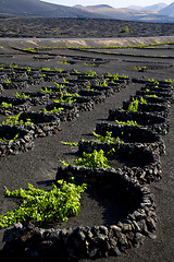 Image showing lanzarote spain la geria vine screw grapes