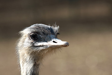 Image showing Emu portrait