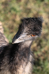 Image showing Emu portrait