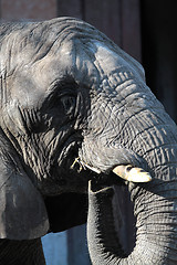 Image showing African elephant