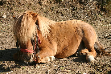 Image showing Shetland pony sleeping in the sun